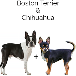 Bo-Chi Dog